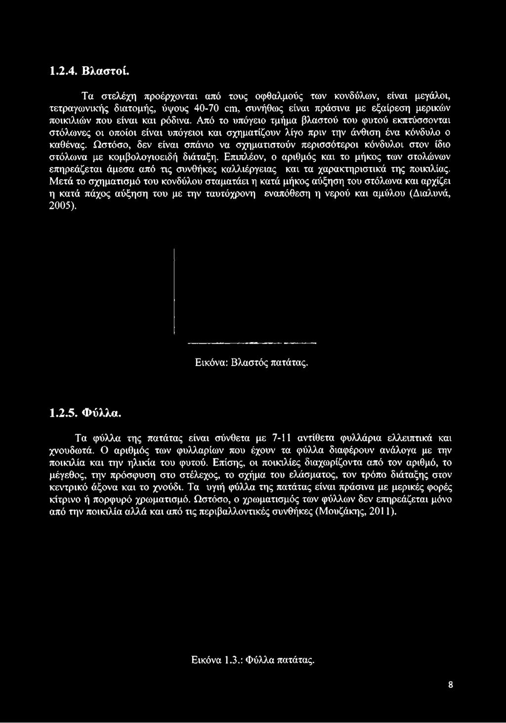 και ρόδινα. Από το υπόγειο τμήμα βλαστού του φυτού εκπτύσσονται στόλωνες οι οποίοι είναι υπόγειοι και σχηματίζουν λίγο πριν την άνθιση ένα κόνδυλο ο καθένας.