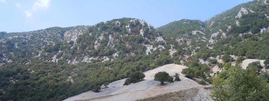 Φωτ. 1: ΡΟΔΑΥΓΗ ΑΡΤΑΣ.