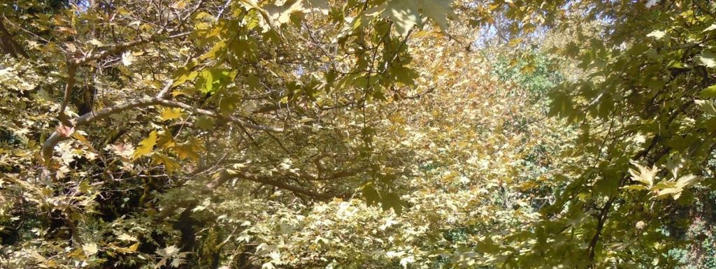 Φωτ. 9: Π. ΖΑΛΟΓΓΙΤΙΚΟΣ ΚΑΤΑΝΤΗ ΓΕΦ.