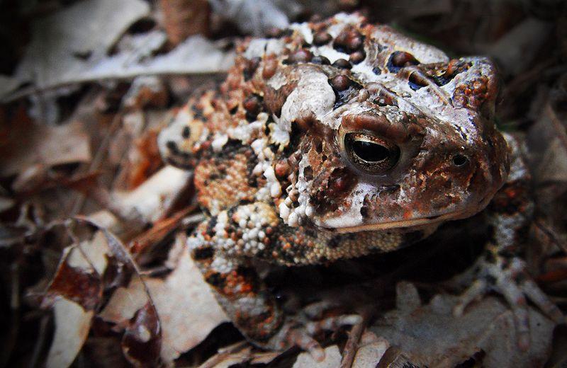 καλοκαίρι Ο βάτραχος Bufo fowleri