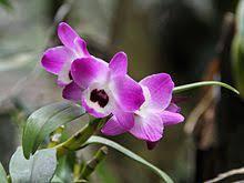 Χρονική / οικολογική απομόνωση Το είδος Dendrobium