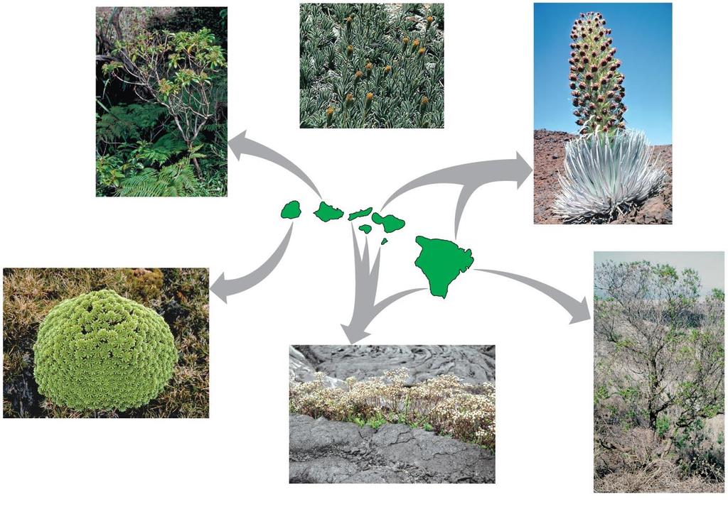 Tarweeds of Hawaiian Islands Close North American relative, the tarweed Carlquistia muirii Dubautia laxa KAUAI 5.1 million years MOLOKAI 1.