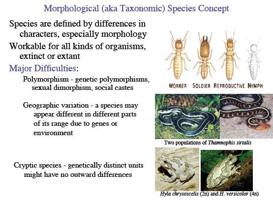 Μορφολογική Ταξινομική έννοια του είδους Τα είδη ορίζονται από μορφολογικές διαφορές Προβλήματα Πολυμορφισμοί γενετικοί πολυμορφισμοί, φυλετικός διμορφισμός Γεωγραφική ποικιλότητα (άτομα του ίδιου