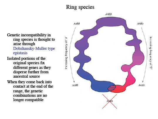 Απομόνωση λόγω απόστασης κυκλική επικάλυψη (ring species) Περίπτωση παραπάτριας ειδογένεσης Οι πληθυσμοί στα άκρα της γεωγραφικής κατανομής δεν διασταυρώνονται αλλά οι ενδιάμεσοι γειτονικοί πληθυσμοί