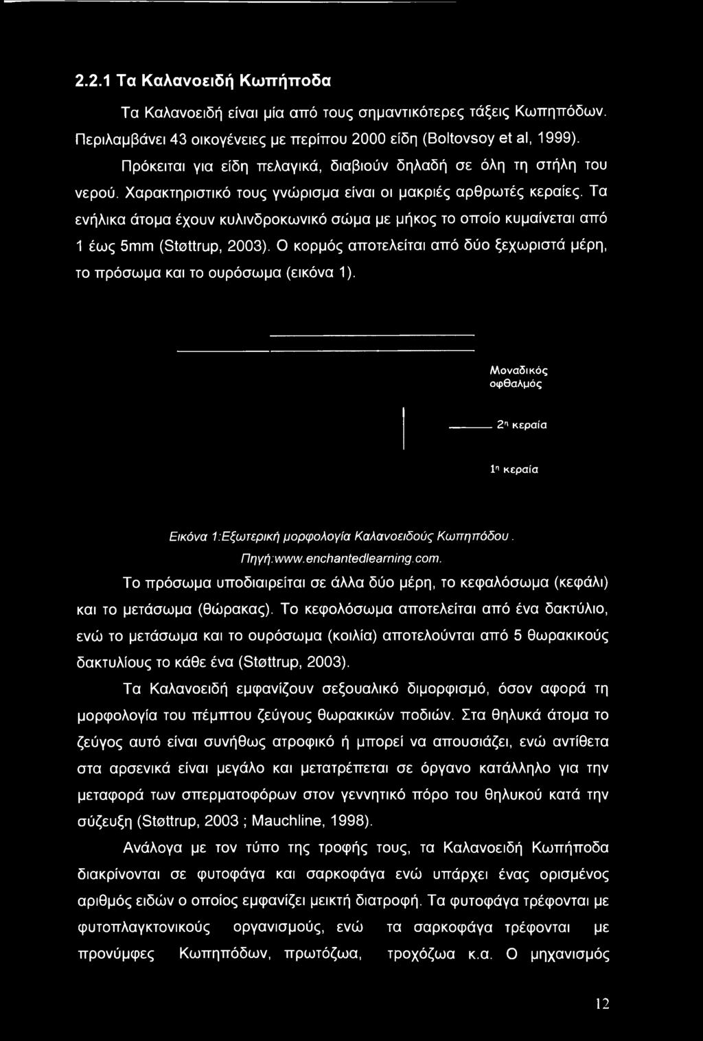 Τα ενήλικα άτομα έχουν κυλινδροκωνικό σώμα με μήκος το οποίο κυμαίνεται από 1 έως 5mm (Stottrup, 2003). Ο κορμός αποτελείται από δύο ξεχωριστά μέρη, το πρόσωμα και το ουρόσωμα (εικόνα 1).