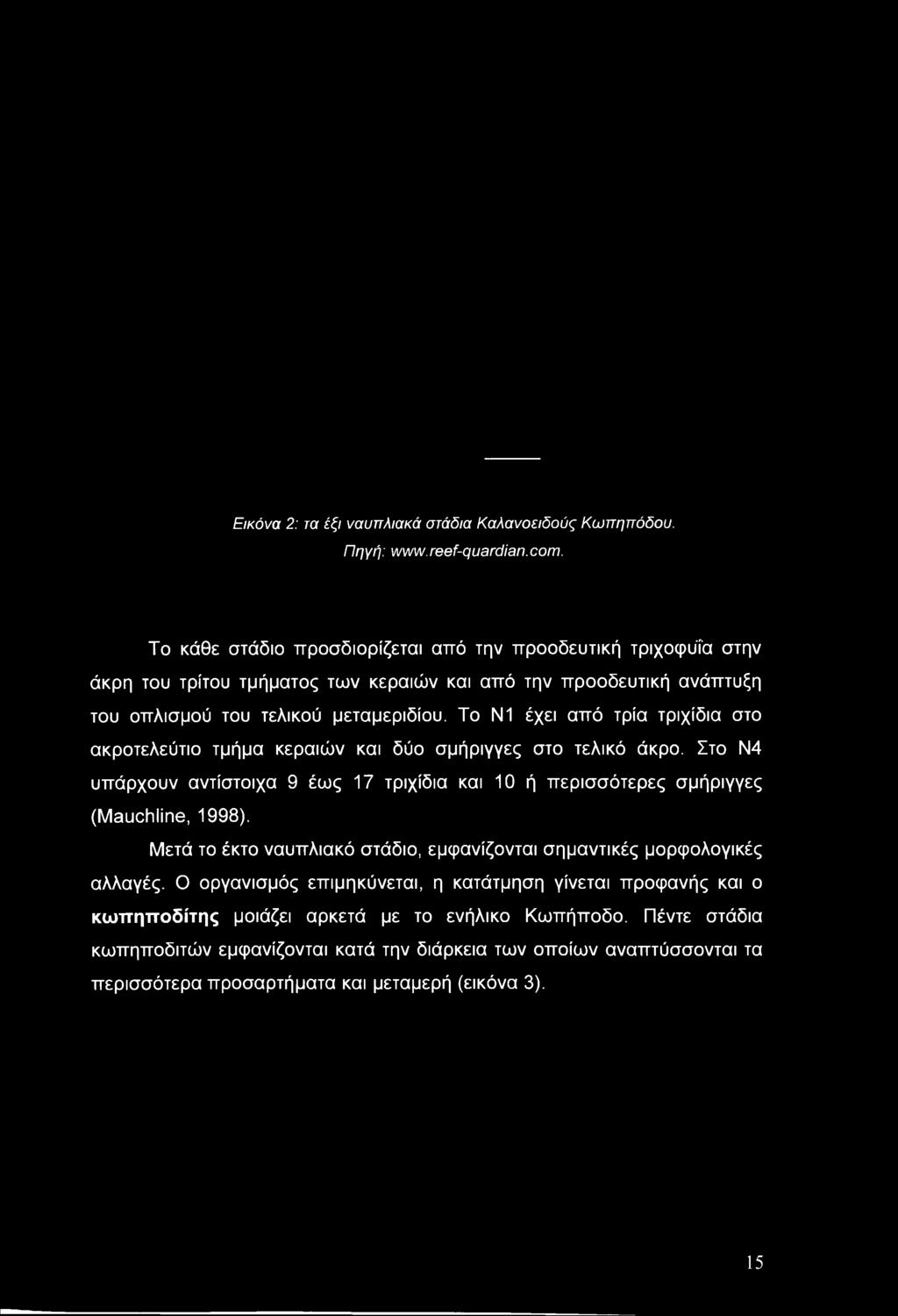 Το Ν1 έχει από τρία τριχίδια στο ακροτελεύτιο τμήμα κεραιών και δύο σμήριγγες στο τελικό άκρο. Στο Ν4 υπάρχουν αντίστοιχα 9 έως 17 τριχίδια και 10 ή περισσότερες σμήριγγες (Mauchline, 1998).