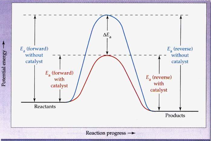 The ativation energy for the atalyzed athway (red urve) is lower than that for the unatalyzed athway (blue urve) by an amount Δ Ea.