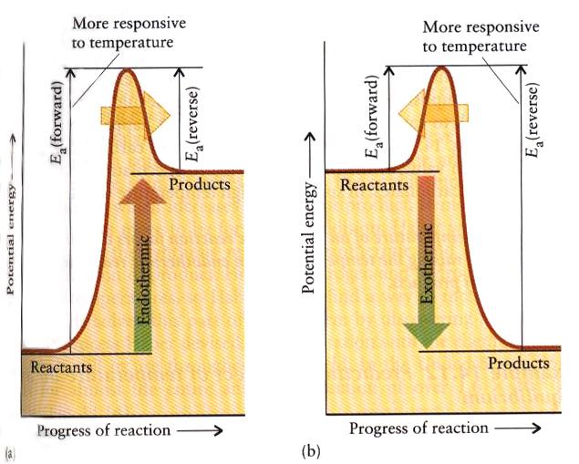 : a) The ativation energy for an endothermi reation is larger in the forward diretion than in the reverse diretion, so the rate of the forward reation is more sensitive to