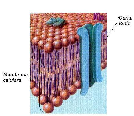 Fig. 3.5: Reprezentarea schematică a receptorului canal ionic. Un exemplu sugestiv în acest sens este receptorul nicotinic care este un canal pentru sodiu.