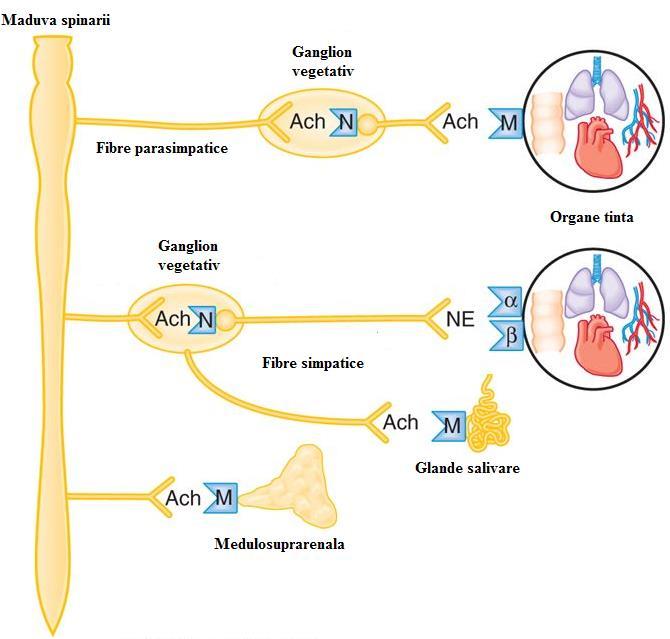 vegetativi, atât simpatici cât şi parasimpatici şi la nivelul glandei medulosuprarenale, numiţi receptori nicotinici ganglionari notaţi cu NN (indicele N provine de la nodulus = ganglion) şi alţii