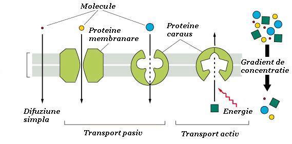 La baza tuturor membranelor biologice stau membranele celulare.