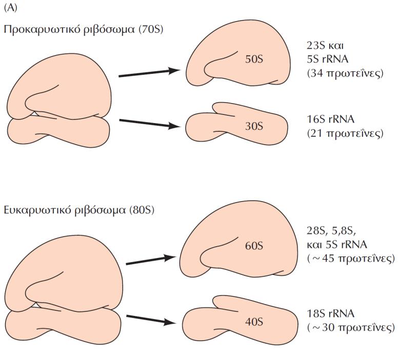 ΕΙΚΟΝΑ 8.4 Η δομή του ριβοσώματος. (Α) Τα συστατικά των προκαρυωτικών και των ευκαρυωτικών ριβοσωμάτων.
