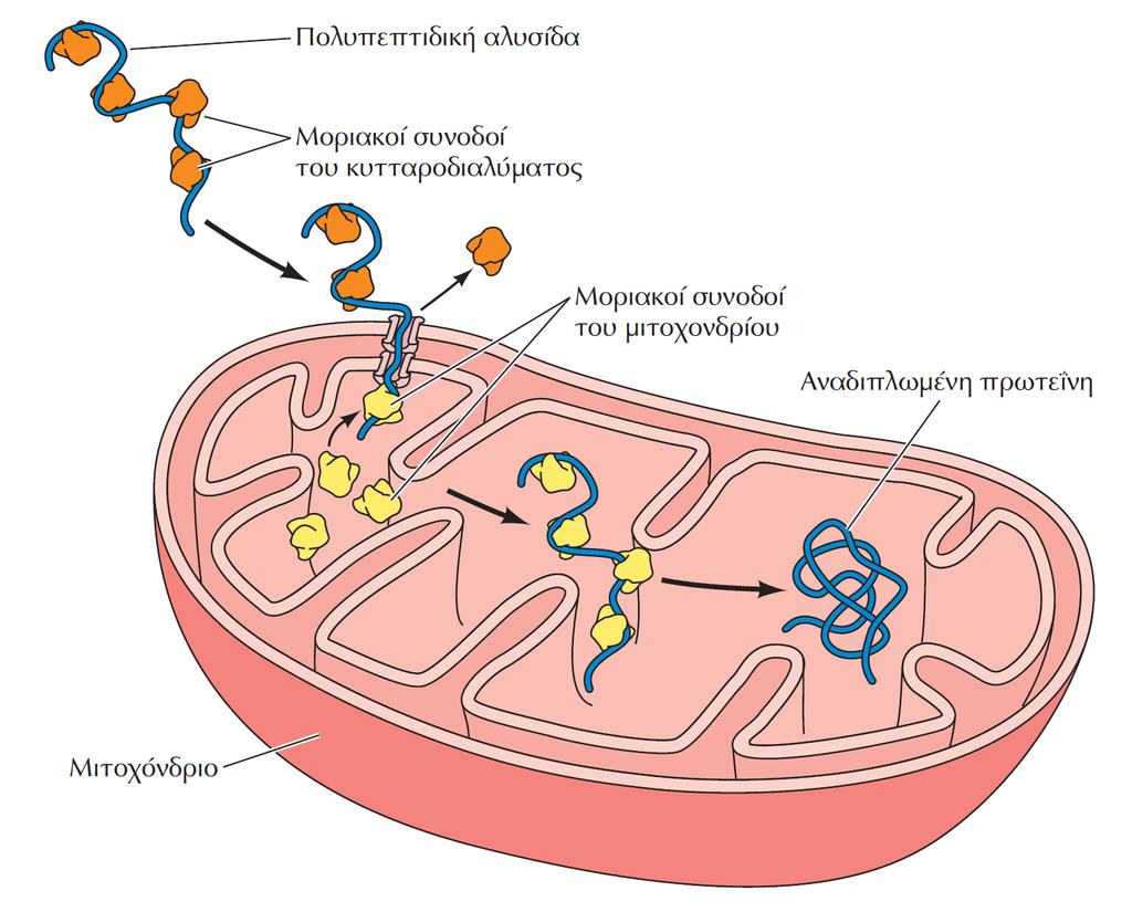 ΕΙΚΟΝΑ 8.23 Η δράση των μοριακών συνοδών κατά τη μεταφορά των πρωτεϊνών. Ένα μερικώς αναδιπλωμένο πολυπεπτίδιο μεταφέρεται από το κυτταροδιάλυμα στο μιτοχόνδριο.