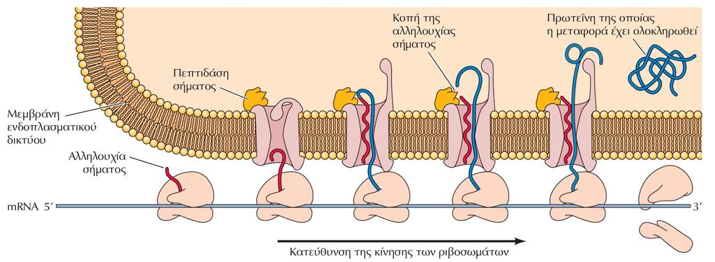 ΕΙΚΟΝΑ 8.27 Ο ρόλος της αλληλουχίας σήματος στη μεταφορά πρωτεϊνών μέσω μεμβρανών.