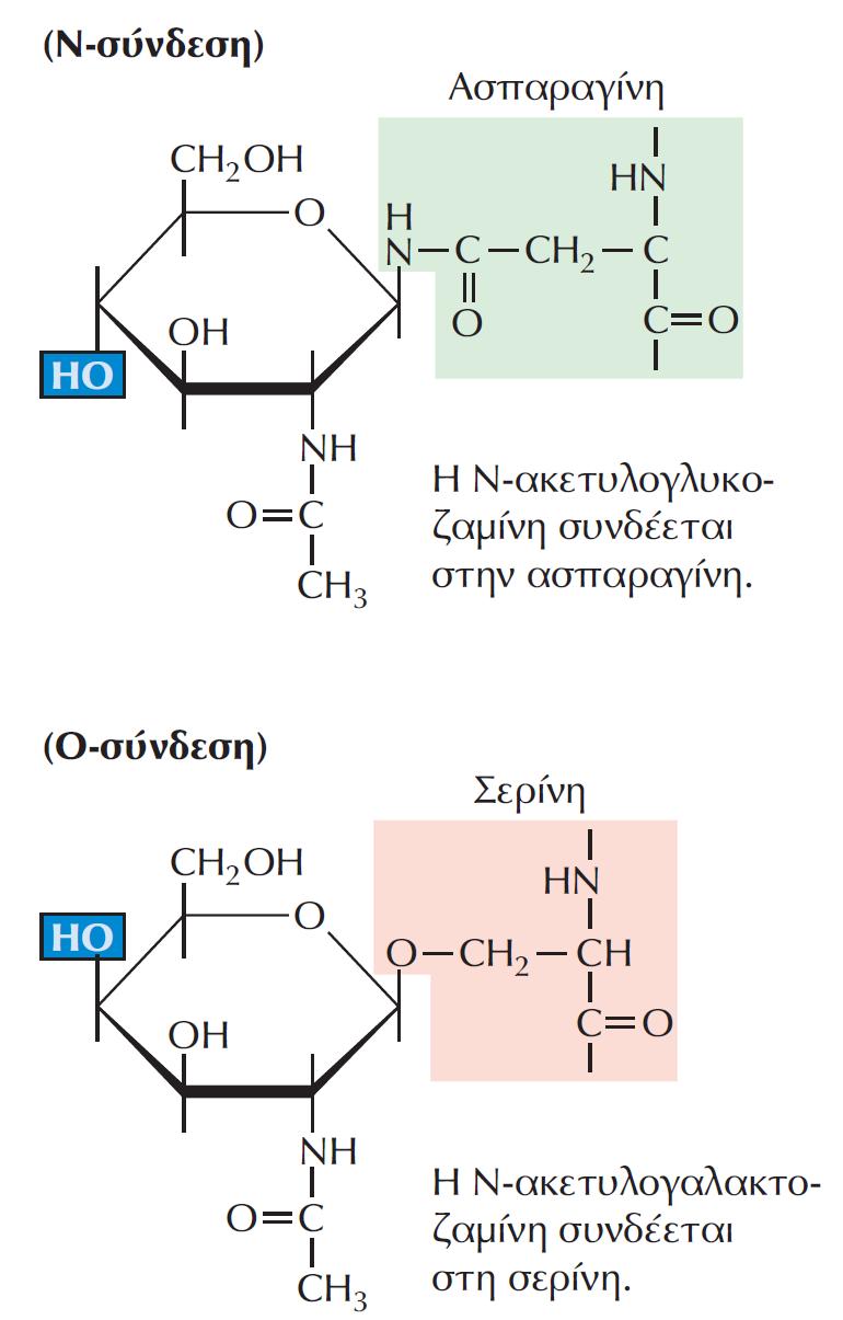 ΕΙΚΟΝΑ 8.29 Η πρόσδεση υδατανθρακικών αλυσίδων σε γλυκοπρωτεΐνες. Στην περίπτωση των Ν-συνδεδεμένων γλυκοπρωτεϊνών, οι υδατανθρακικές αλυσίδες συνδέονται σε κατάλοιπα ασπαραγίνης.