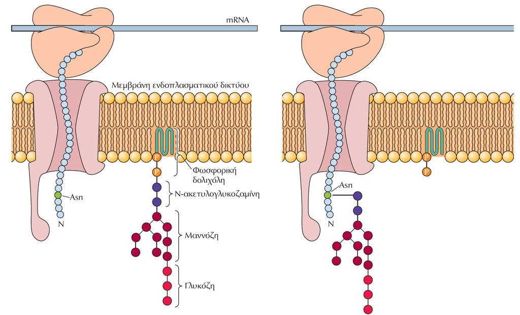 ΕΙΚΟΝΑ 8.30 Η σύνθεση των N-συνδεδεμένων γλυκοπρωτεϊνών.