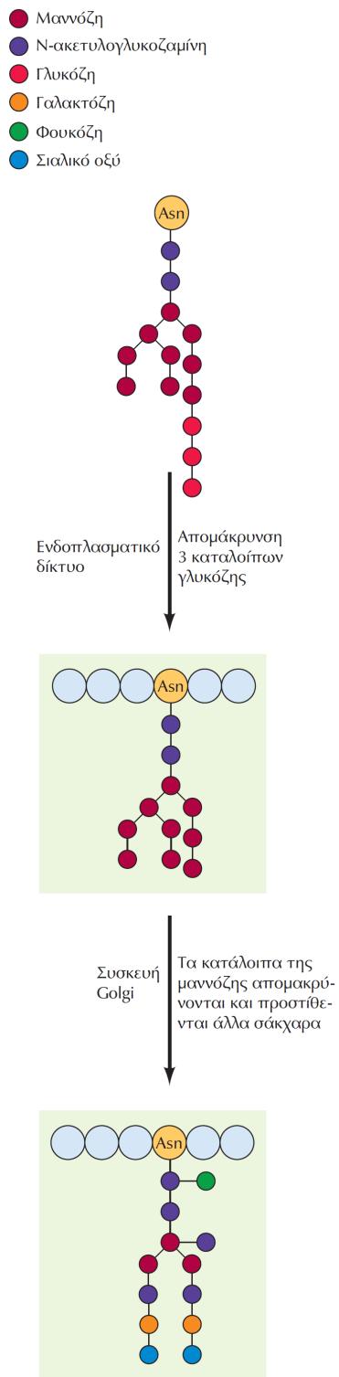 ΕΙΚΟΝΑ 8.31 Η επεξεργασία των Ν-συνδεδεμένων ολιγοσακχαριτών.