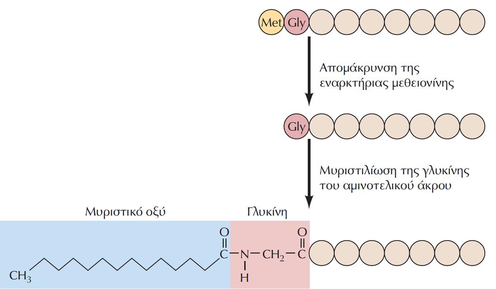 ΕΙΚΟΝΑ 8.33 Προσθήκη ενός λιπαρού οξέος μέσω Ν-μυριστιλίωσης.