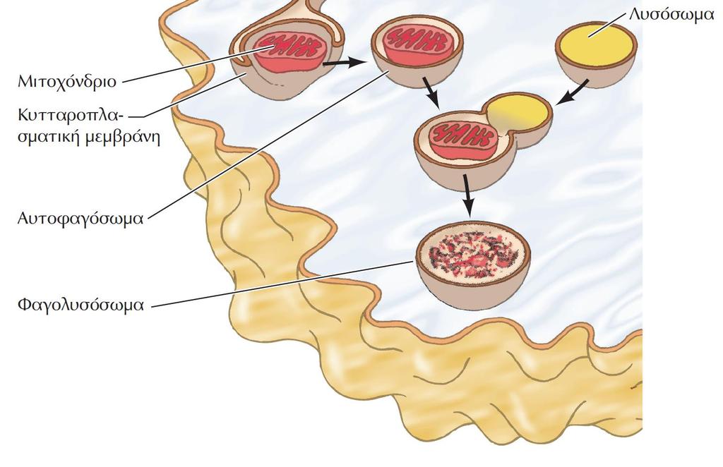 ΕΙΚΟΝΑ 8.45 Αυτοφαγία. Τα λυσοσώματα περιέχουν διάφορα πεπτικά ένζυμα, μεταξύ των οποίων πρωτεάσες.
