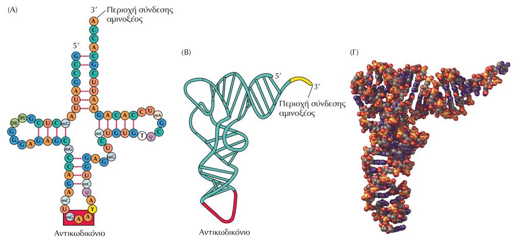 ΕΙΚΟΝΑ 8.1 Η δομή των trna. Παρουσιάζεται η δομή του trna της φαινυλαλανίνης στον σακχαρομύκητα.