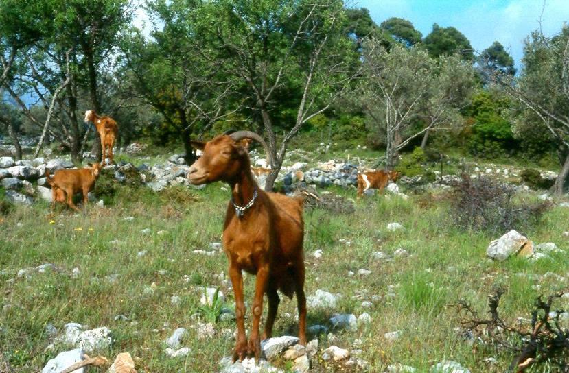 Ελληνικές φυλές αιγών (2) χώρας για το χαρακτηρισμό τους Κανονική (1)