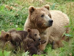 1. Η καφέ αρκούδα (Ursus arctos) είναι παμφάγο θηλαστικό ζώο, είδος αρκούδας (ίσως το γνωστότερο) που μπορεί
