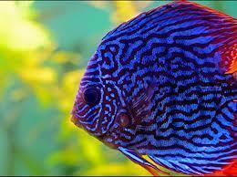 αστεροειδή κύτταρα που ονομάζονται «χρωματοφόρα» τα οποία και βρίσκονται διασκορπισμένα σ όλο το δέρμα του ψαριού.