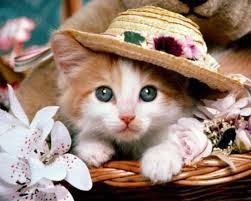 Η γάτα (Felis catus - Αίλουρος η γαλή) ανήκει στην οικογένεια των Αιλουροειδών και είναι το πιο διαδεδομένο κατοικίδιο ζώο.