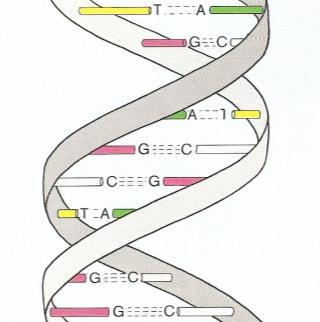 Μέσω ιονισμού καταστρέφονται οργανικά μόρια των κυττάρων και ιδιέταιρα οι βάσεις των νουκλεοτιδίων σε μόρια DNA (Σχήμα 1).