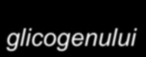 Reglarea coordonata a lizei si sintezei glicogenului se realizeaza si la nivelul PP-1 13 Glicogen sintaza b Glicogen fosforilaza a PP-1 este formata dintr-o subunitate catalitica C de 37 kda si o