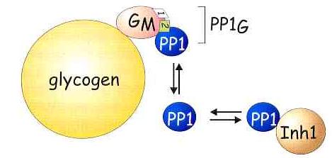 Alt reglator cheie al PP-1 este inhibitorul 1, o proteina mica de 22 kda.