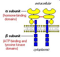 Insulina stimuleaza sinteza glicogenului prin activarea PP-1 18 insulina Protein kinaza insulin-sensibila fosforileaza PP-1G la un situs