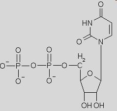 UDP-Glc este forma activata a glucozei