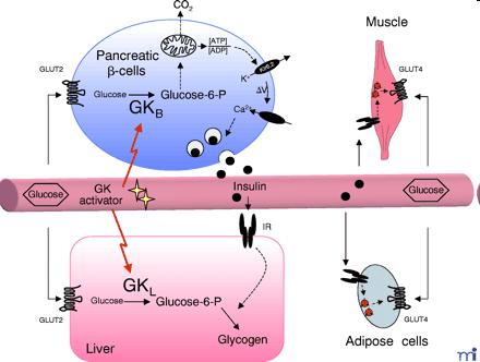 5 Rolul central role al glucokinazei (GK) in mentinerea homeostaziei glucozei. In celulele pancreatice ß, GK tip B este parte dintr-un sensor al glucozei.