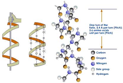 Structura secundara α helix perioada de identitate se repetă la distanţa de 5,1-5,4 Å.