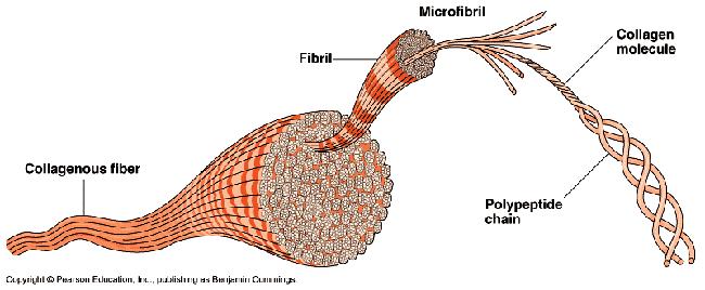 Modelul de tip colagen - tendoane, ligamente, cartilagii, piele, oase structura este alcătuită din trei catene polipeptidice sub forma unui triplu helix