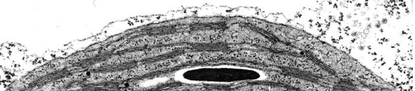 Hloroplast - ovojnica hloroplasta -
