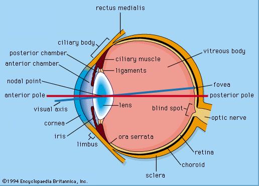 uhol) Frequency (THz) (0 Hz) Spektrálna citlivosť oka na denné svetlo (farebné videnie) Red 780-6