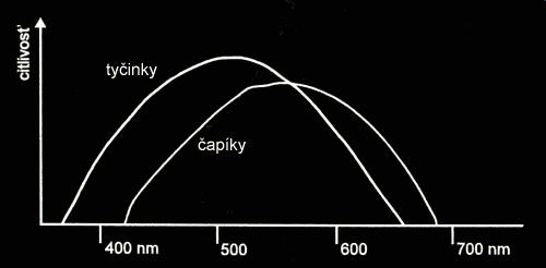 ) - 3 druhy citlivé na rôzne farby (modrofialová, zelená, žlto-červená) Tyčinky a čapíky sú rozptýlené po sietnici vo