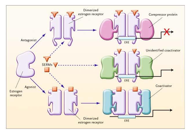 Selective Estrogen Receptor Modulators (SERMs) 17-β Estradiol Tamoxifen