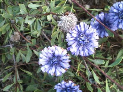 Αρχές του χειμώνα αρχίζει η ανθοφορία της σένας (στουρέκι) ενός θάμνου με πολλά στρογγυλά άνθη με εντυπωσιακό μπλε φωτεινό χρώμα.
