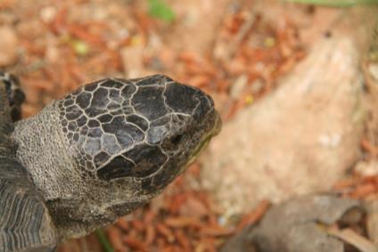 Η χελώνα είναι από τα πιο πρωτόγονα ερπετά, φτάνει σε μήκος 30 εκ.