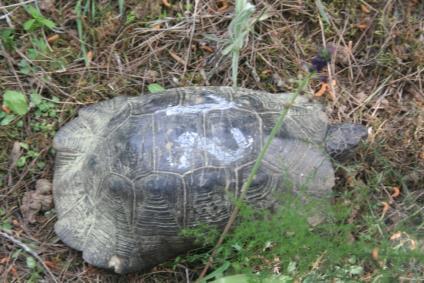 Οι χελώνες του δάσους έχουν αριθμό μητρώου!