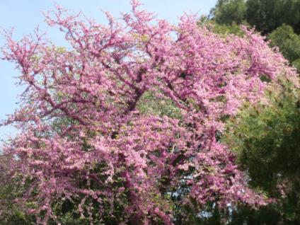 Το δένδρο αυτό που ανθίζει κοντά στο Πάσχα, με τα έντονα φούξια άνθη του δίνει ένα διαφορετικό τόνο στο πράσινο και κίτρινο που