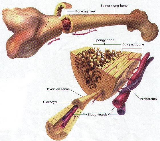 Παθολογία: Στην οστεοπόρωση η φλοιώδης μοίρα είναι στενότερη, η δε δοκιδώδης λεπτότερη, με