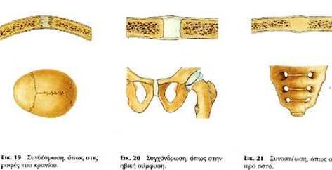 ΑΡΘΡΩΣΕΙΣ: Τα οστά συνδέονται με τριών ειδών αρθρώσεις: τις συναρθρώσεις, αρθρώσεις με περιορισμένη κινητικότητα ή καθόλου. Έχουν προστατευτικό και υποστηρικτικό ρόλο.