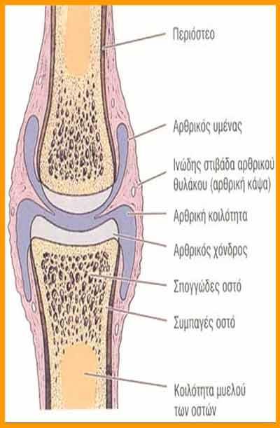 περιέχει το αρθρικό υγρό.
