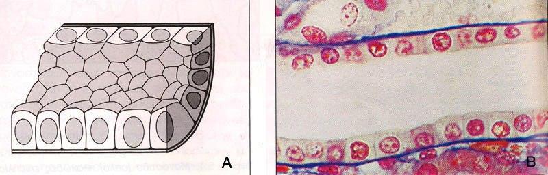 Α2. Μονόστιβο Κυβοειδές Παραδείγματα μονόστιβου κυβοειδούς επιθηλίου: τα κύτταρα που