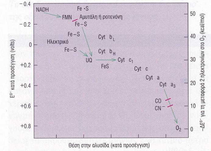 Κατάταξη οξειδοαναγωγικών δυναμικών φορέων ηλεκτρονίων και σειρά δράσης τους στην
