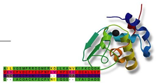 8.a.%Modeliranje%makromolekul:%MODELIRANJE'POSAMEZNIH'MAKROMOLEKUL' Modeliranje'na'osnovi'homologije'(homology'modeling,'compara1ve'modeling)% implemenyrano%je%v%mnogih%programih%za%modeliranje%